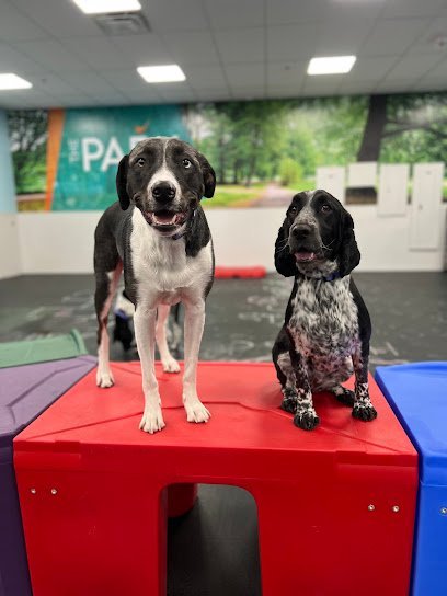 Dog Day Care in Gilbert, Arizona - Dogtopia of North Gilbert