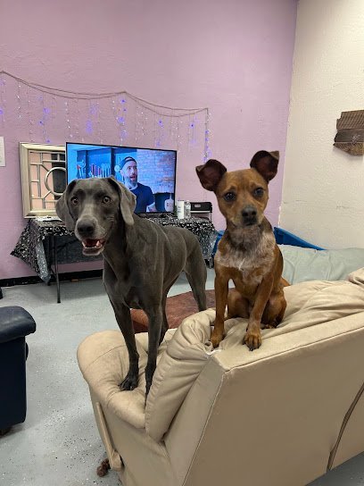 Dog Day Care in Mesa, Arizona - Desert Pups