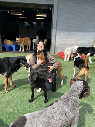 Dog Day Care in Phoenix, Arizona - Learning Paws 24/7 Dog Day Care in Phoenix, Arizona - Learning Paws 24/7