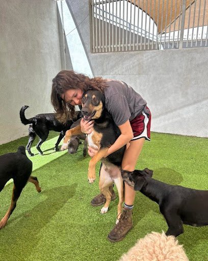 Dog Day Care in Tempe, Arizona - Tempe Dogs 24/7 Dog Day Care in Tempe, Arizona - Tempe Dogs 24/7