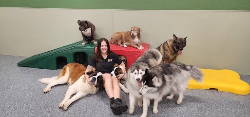 Dog Day Care in Mesa, Arizona - Mesa Dogs 24/7