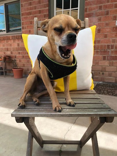 Dog Day Care in Phoenix, Arizona - Just Around The Corner Dog Day Care in Phoenix, Arizona - Just Around The Corner