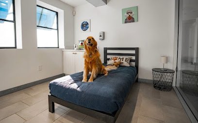 Dog Day Care in Phoenix, Arizona - D Pet Hotels Arcadia
