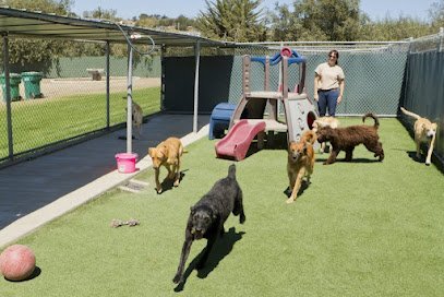 Dog Day Care in Maricopa, Arizona - A Dog's Paradise