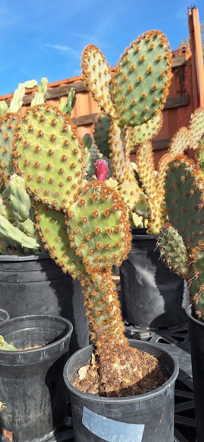 Dog Day Care in Tonopah, Arizona - Saddle Vista Ranch