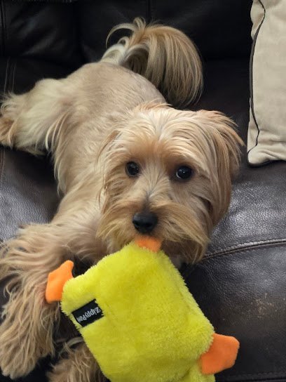 Dog Day Care in Lake Havasu City, Arizona - Pet Oasis Doggy Daycare and Spa Dog Day Care in Lake Havasu City, Arizona - Pet Oasis Doggy Daycare and Spa