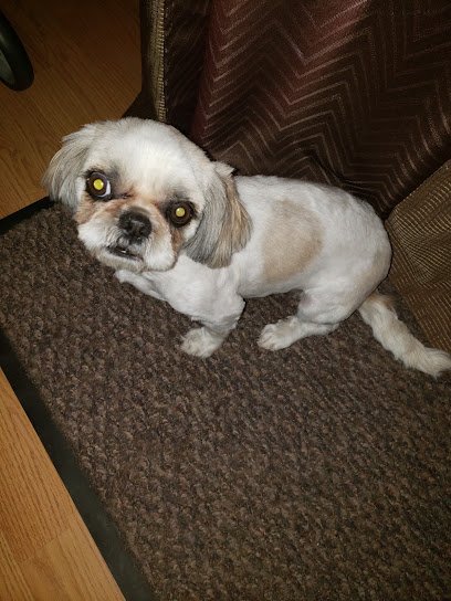 Dog Day Care in Tolleson, Arizona - Anmorae Pet Grooming and Boarding Dog Day Care in Tolleson, Arizona - Anmorae Pet Grooming and Boarding