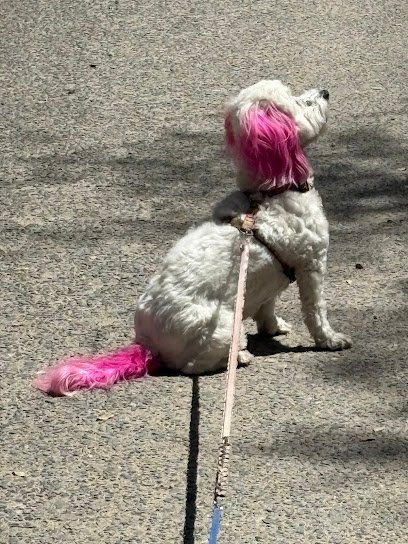 Dog Day Care in Prescott, Arizona - Doggie Dude Ranch Dog Day Care in Prescott, Arizona - Doggie Dude Ranch