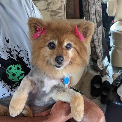 Dog Day Care in Yuma, Arizona - Paws & Claws Pet Grooming & Resort Dog Day Care in Yuma, Arizona - Paws & Claws Pet Grooming & Resort