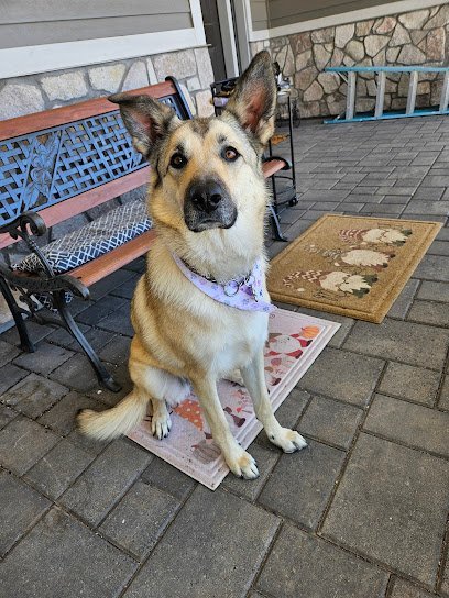 Dog Day Care in Prescott, Arizona - Hassayampa Canine Resort & Spa