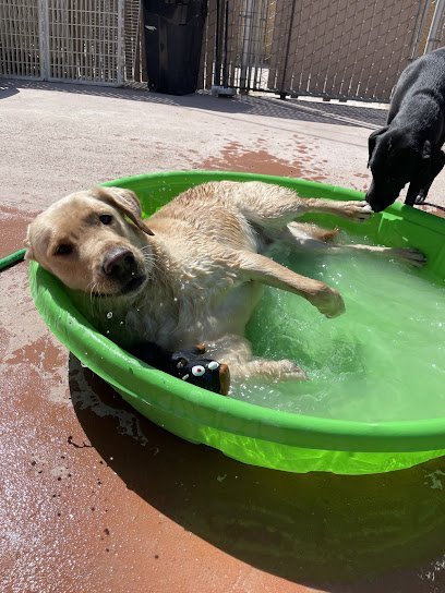 Dog Day Care in Fort Mohave, Arizona - Pet5150