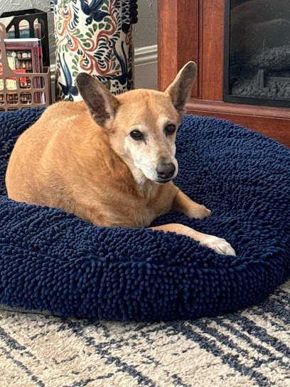 Dog Day Care in Bullhead City, Arizona - Kritter Sitters Pet Sitting Services by Lynda Bullhead City AZ