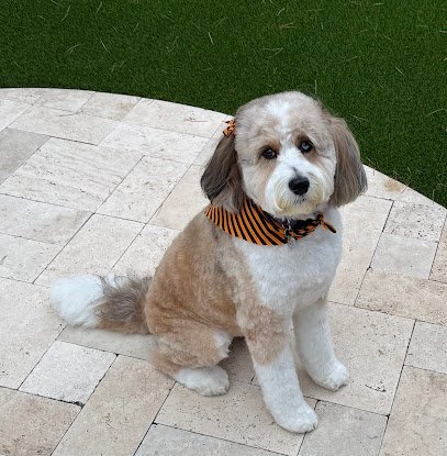 Dog Day Care in Paradise Valley, Arizona - FurBabies Resort and Spa Dog Day Care in Paradise Valley, Arizona - FurBabies Resort and Spa