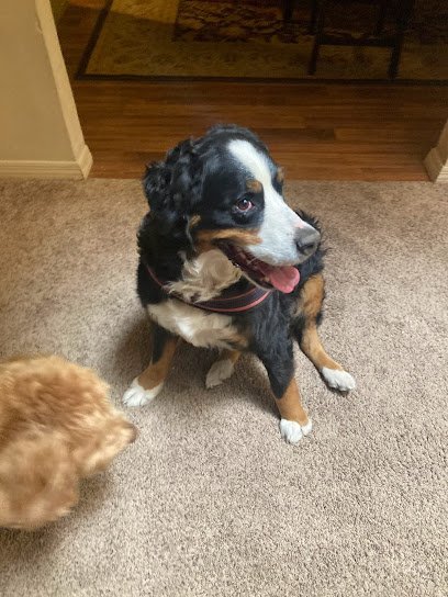 Dog Day Care in Lakeside, Arizona - Pals and friends puppy day care Dog Day Care in Lakeside, Arizona - Pals and friends puppy day care