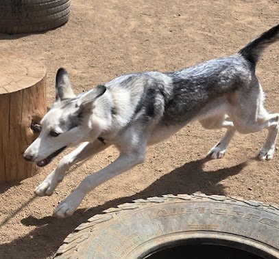 Dog Day Care in Flagstaff, Arizona - Moran's Professional Pet Care and Training