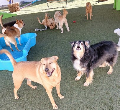 Dog Day Care in Flagstaff, Arizona - Cinder Hills Kennels