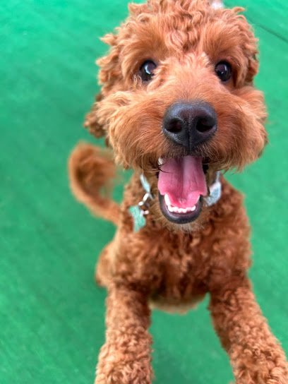 Aunt Bs Bed and Biscuit