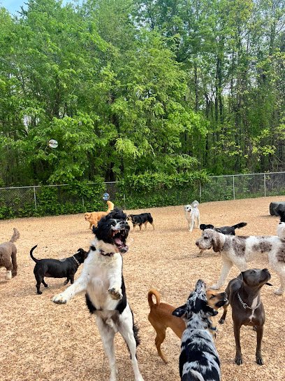 Bonesboro Dog Daycare Boarding