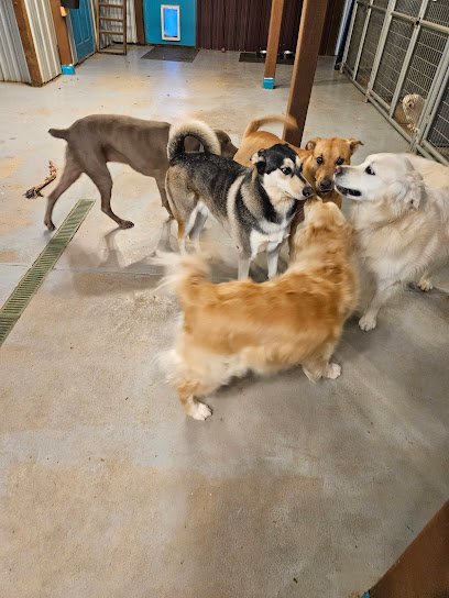 Country Pet Playground Dog Boarding Daycare