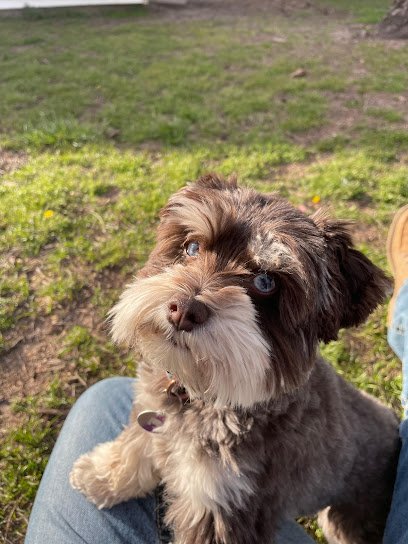 Dog Day Care in Decatur Arkansas Uncle Billys Pet Boarding
