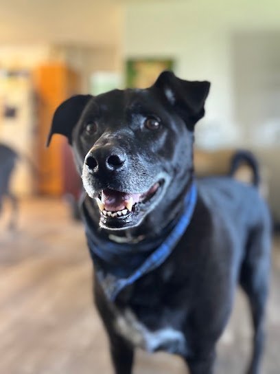 Dog day care in Arcadia Florida The Country Canine 1