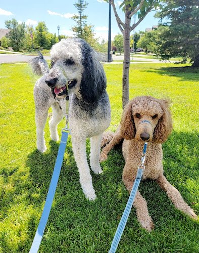 Dog day care in Aurora Colorado Dog Soul Retreat