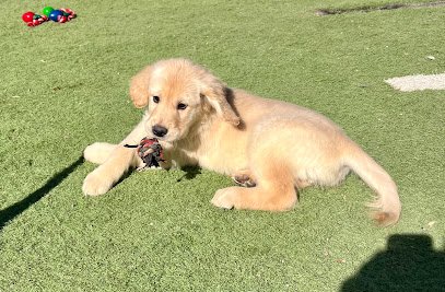 Dog day care in Aurora Colorado Murphy Creek Ranch Pet Resort