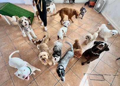 Dog day care in Aventura Florida Aloha Pet Resort 1
