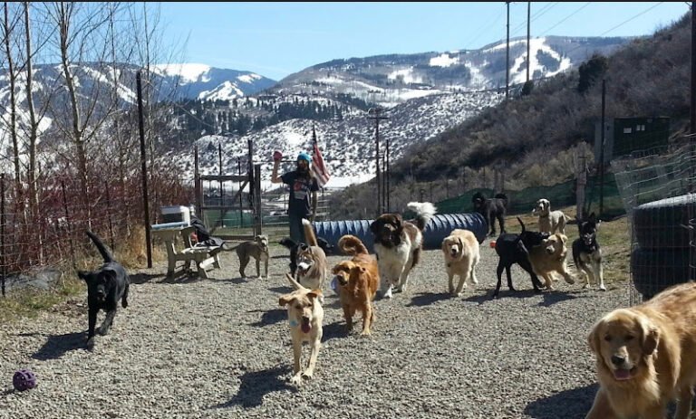 Dog day care in Avon Colorado Walkin The Dog 768x463