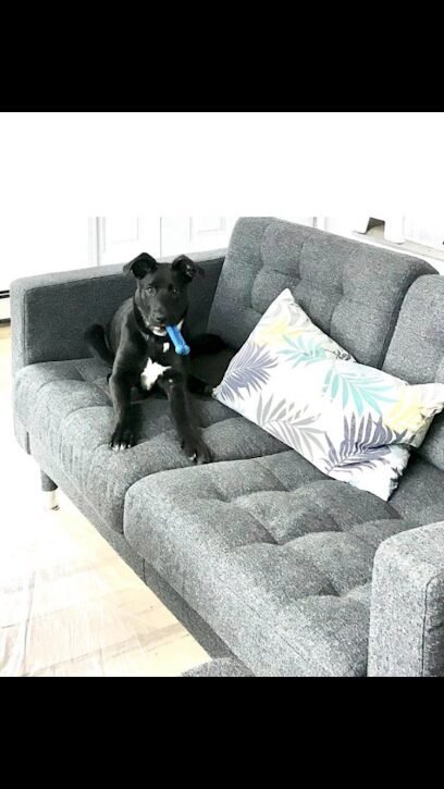 Dog day care in Barkhamsted Connecticut TLC for Furballs 1