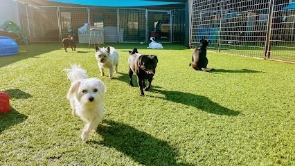 Dog day care in Bloomfield Connecticut The Good Dog Spot 1