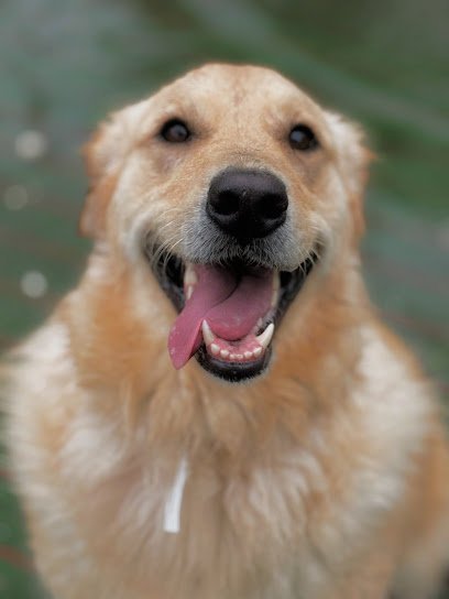 Dog day care in Bonita Springs Florida Country Pet Ranch 1