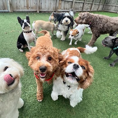 Dog day care in Bonita Springs Florida Ruffgers Dog University Bonita Springs Dog Training Boarding 1