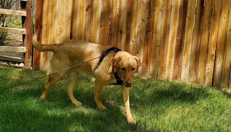 Dog day care in Boulder Colorado Dog God Dog Care 768x440