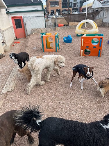 Dog day care in Boulder Colorado Doggie Depot