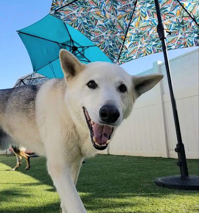 Dog day care in Boulder Colorado Updog Daycare