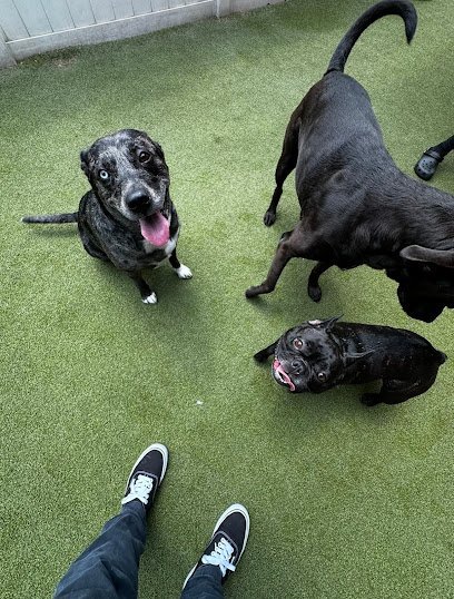 Dog day care in Boynton Beach Florida INN The Dog House Boynton Beach 1