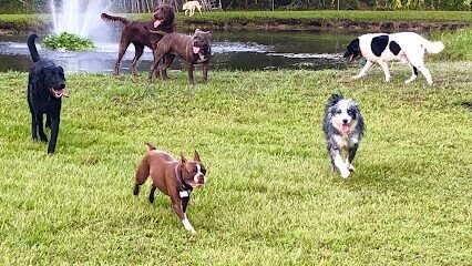 Dog day care in Bradenton Florida AAA Pet Resort 1