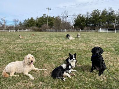 Dog day care in Bradenton Florida Suncoast Dog Daycare 1