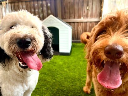 Dog day care in Brandon Florida PupStreet Hotel Spa 1