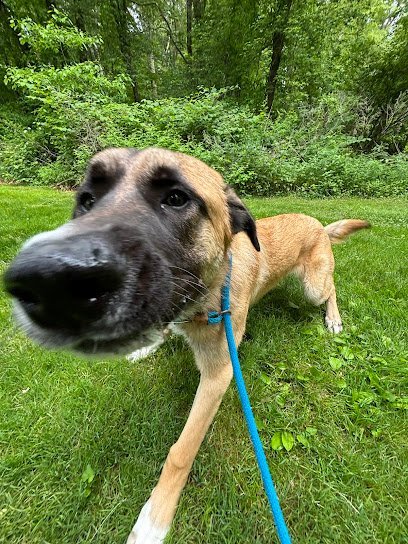 Dog day care in Branford Connecticut Shoreline Pet Lodge 1