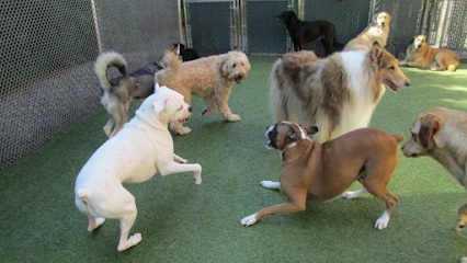 Dog day care in Bristol Connecticut Camp Canine 1