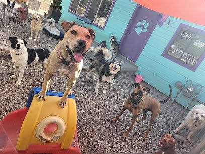 Dog day care in Canon City Colorado Camp Furry Paws