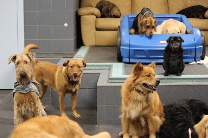 Dog day care in Canton Connecticut Roaring Brook Kennels 1