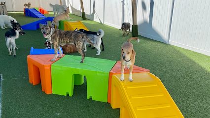 Dog day care in Cape Coral Florida Tiki tails dog resort 1
