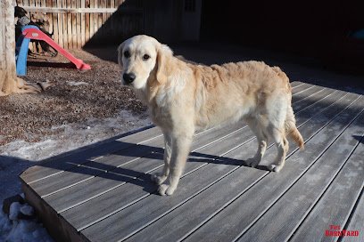 Dog day care in Carbondale Colorado The BarnYard Pet Ranch