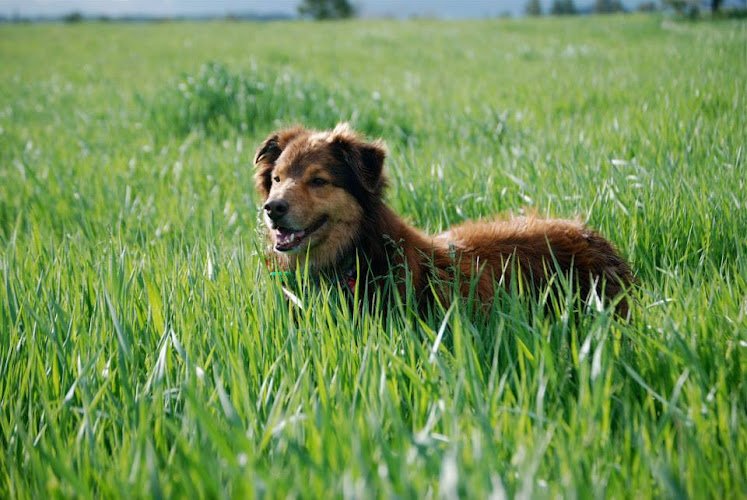 Dog day care in Castle Rock Colorado Canine Ridge Farm
