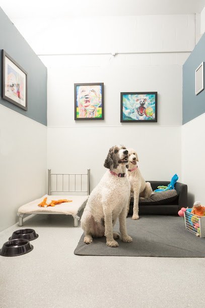 Dog day care in Clearwater Florida Bay Paws Pet Resort 1