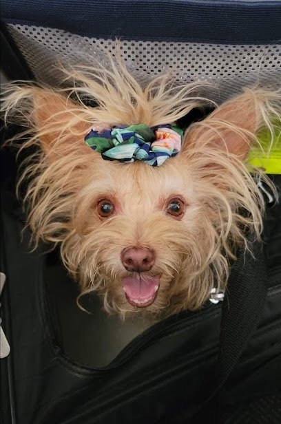 Dog day care in Clearwater Florida Tiny Paws Doggy Daycare  The BEST Place for Small Dogs  1