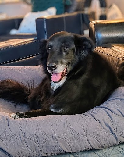 Dog day care in Colorado Double D Ranch Dog Boarding And Training